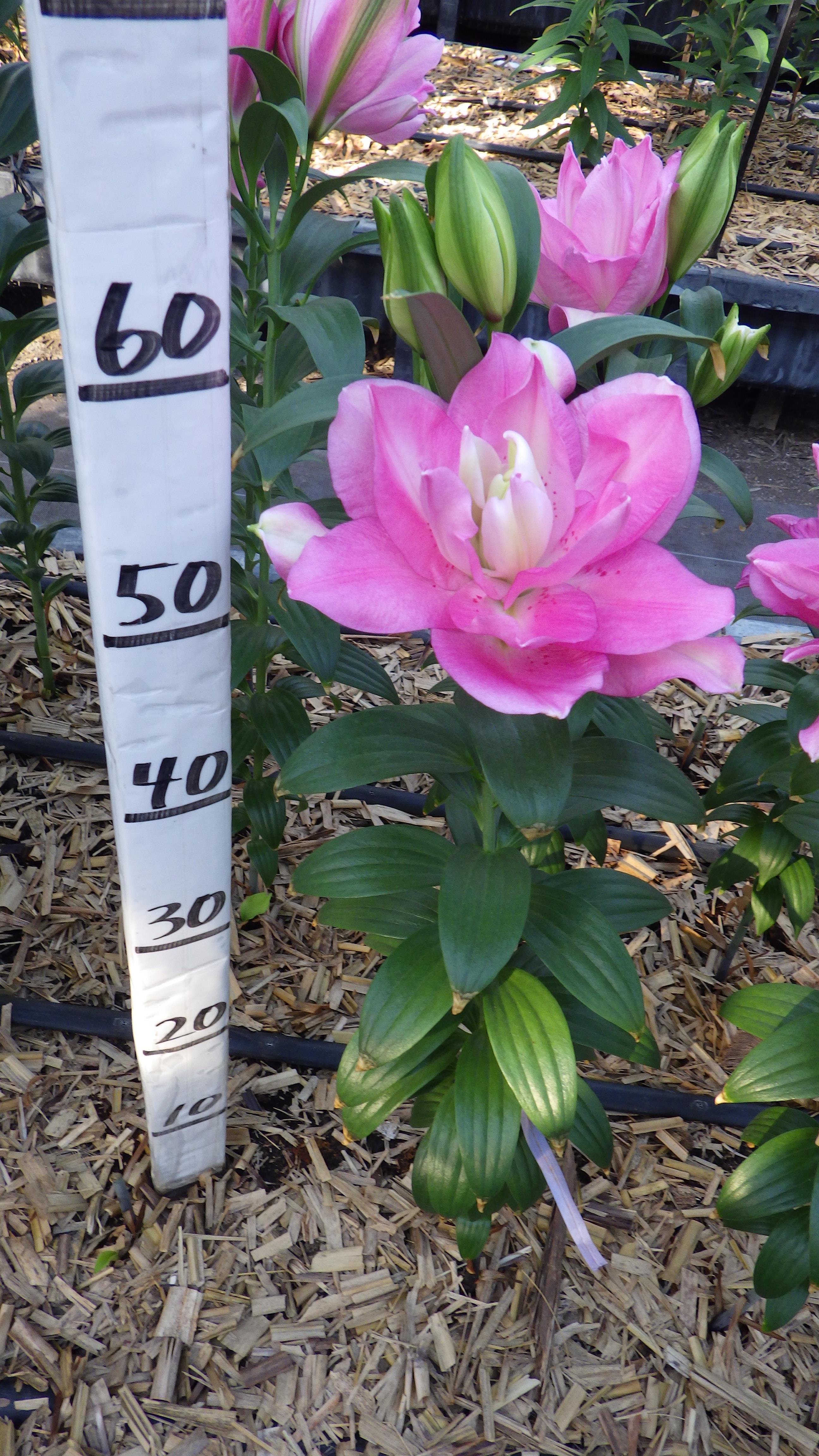 ラッキーショット(八重)